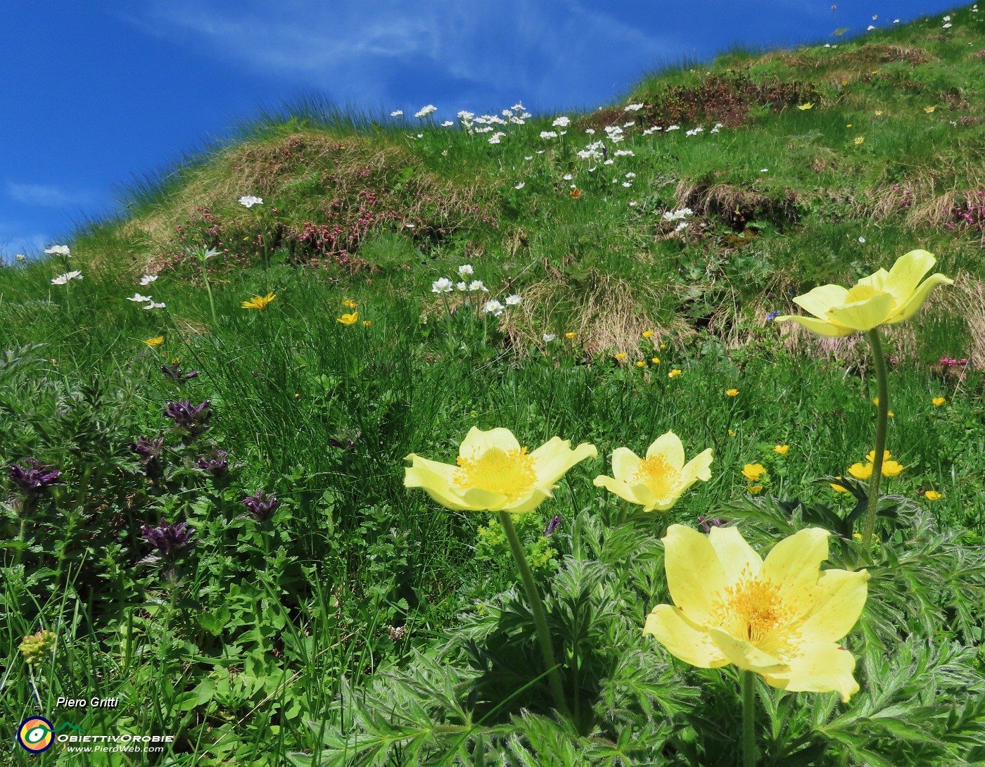 29 Pulsatilla alpina sulphurea (Anemone sulfureo) e  Anemonastrum narcissiflorum (Anemone narcissino).JPG